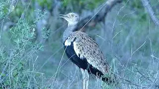 Red-crested korhaan calling