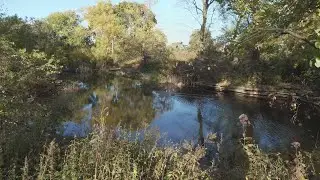 Chicago's Alfred Caldwell Lily Pool restored to its natural beauty | Good News Chicago