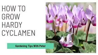 How to Grow Hardy Cyclamen | Garden Ideas | Peter Seabrook