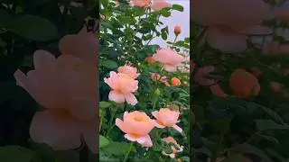Blooming Paradise: Stunning Flower Gardens in Full Glory! 🌸🌿 #Shorts