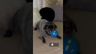 #Loki the #cut #pug #puppy #shorts #puglife #short