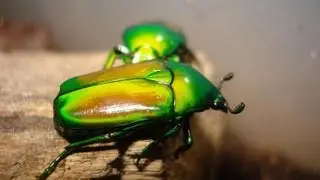Cetoniidae - Flower Beetles / Rosenk&auml;fer