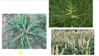 weeds of rice #swank#part 1 #RICE WEEDS#BSC AGRICULTURE LECTURES