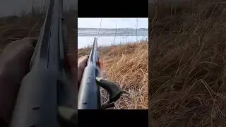 Solo Goose jump#охота#hunting#chasse#весенняяохота#goosehunting#birds#birdhunting#duckblind