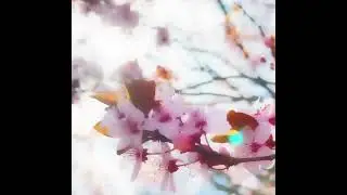 Magical moments - Crystal fox