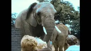 Reel 01A London Zoo 1965