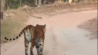 Pench Tiger Reserve Siwani MP