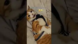 we put a harness on our indoor cat