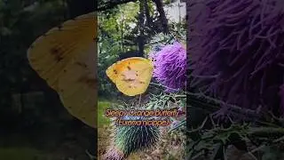 Sleepy Orange Butterfly | Yellow Butterfly #shorts #butterfly #cutecritters