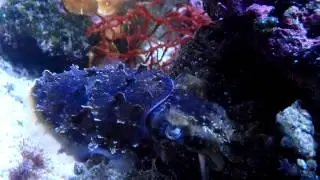 Adult Dwarf Cuttlefish - Sepia Bandensis