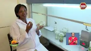 Mkulima: Jinsi ya kupata mbegu ya ndizi ukitumia mbinu ya 'tissue culture'