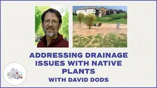 Addressing Drainage Issues with Native Plants