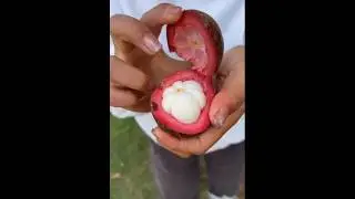 Farm Fresh Ninja Fruit Cutting - Oddly Satisfying Fruit Ninja #02