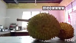 Cats vs Durian fruit