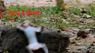 OMG Million pity poor baby Jinx, Rose catch Jinx so hard, Jinx jump &fall on the ground