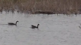 Exploring Alpena Michigan The Great Outdoors!! Hawks, Flowers And The Thunder Bay River