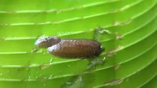 Rolling along with rolled-leaf hispine beetles