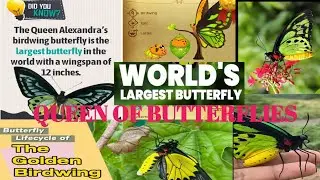 Queen Alexandra&rsquo;s Birdwing: &ldquo;The Giant Jewel of the Rainforest&rdquo; | Rare Insects of World