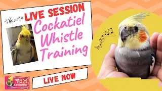Live Training: Teach Your Cockatiel to Whistle!