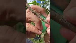 Basic Cleft Grafting Technique Himalayan Mulberry Grafted on Japanese Mulberry.