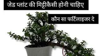 How to report jade plant soil Media and fertilizer with care tips 