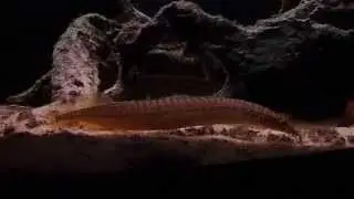 Macrognathus pancalus