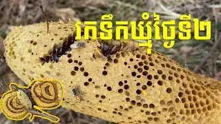 Finding Wild Honey Bees Day 2 - រកទឹកឃ្មុំថ្ងៃទី២