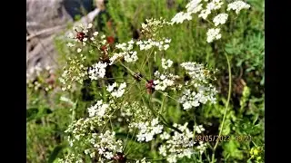 Scaligeria napiformis and  galls Lasioptera carophila on it