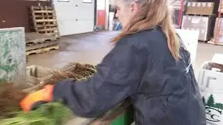Bareroot Seedlings on the Packing Line - Reforestation Nursery - TreeTime.ca - Shelterbelts