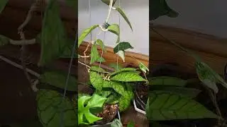 garden world