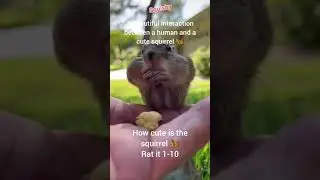 A cute squirrel #cute #shortvideo #squirrel #animals #nature #human #animallover