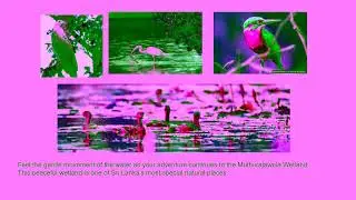 Tour Guide Negombo Heritage & Lagoon Odyssey, with Eco Rich Villa