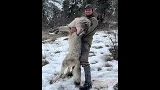 Lion/wolf/bobcat and coyote hunting in the Frank Church Wilderness