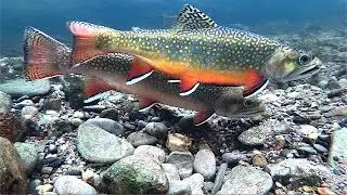 Brook trout spawning 2023