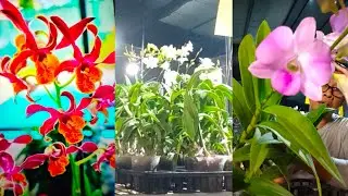 Full Spike, knop, mekar #anggrekdendrobium id bagus plant dijamin sehat