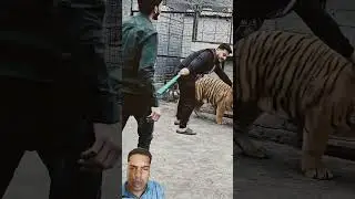 Bnegal Tiger Attack Straight to the Neck |  Nouman Hassan |