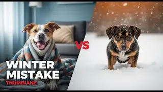 Vets Warn: 95% of Dog Owners Make These Winter Mistakes|| Dog Behaviour