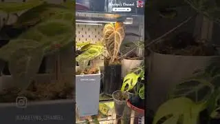 Check Out What&rsquo;s Inside my Ikea Milsbo Greenhouse Cabinet🪴🌿 #rareplants  #anthurium
