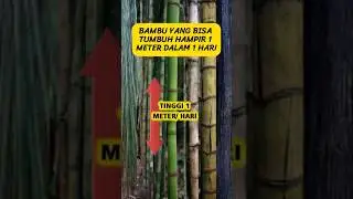 Moso Bamboo Can Grow Nearly 1 Meter in 1 Day