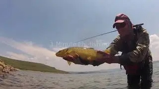 1 Minute Fly-fishing - Sterkfontein Dam Dry Fly Take