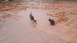 Dogs want to be close to cats