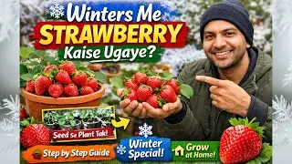 Winters Me Strawberry Kaise Ugaye? 🍓 | Grow Strawberry at Home Easily