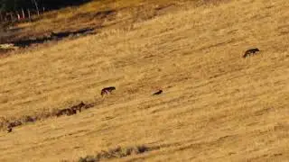 Pack of 20 wolves crossing the Lamar Valley in Yellowstone in October 2020!