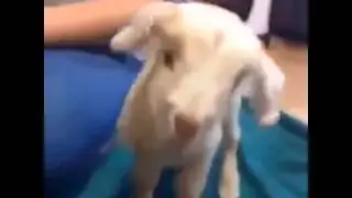 Il video divertente sull'agnellino
