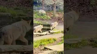 Majestic Wolves Caught on Camera #shorts #wildlife #shortvideo #youtubeshorts
