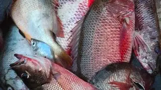 TIDAK SEMUA PEMANCING YG TAU MENGGUNAKAN UMPAN INI ,UNTUK TARGET IKAN MJ 💪