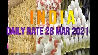 28 mar 2021 | indian broiler rate | indian egg rate | broiler rate| chicks rate |indian poultry rate