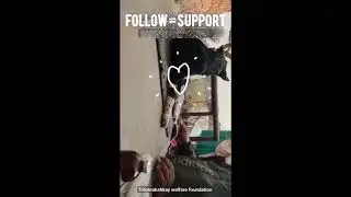 Subscribe Now Join Our Mission Rescue Stray Animals  #helpanimals #cow #youtubeshorts #AnimalLovers