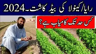 Feasibility of Raya and Canola cultivation on Beds in 2024 || Bilal Kanju Official