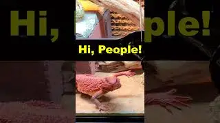 Bearded Dragon WAVES Hi! 🖐️🦎 Cutest Lizard Ever?! #Shorts